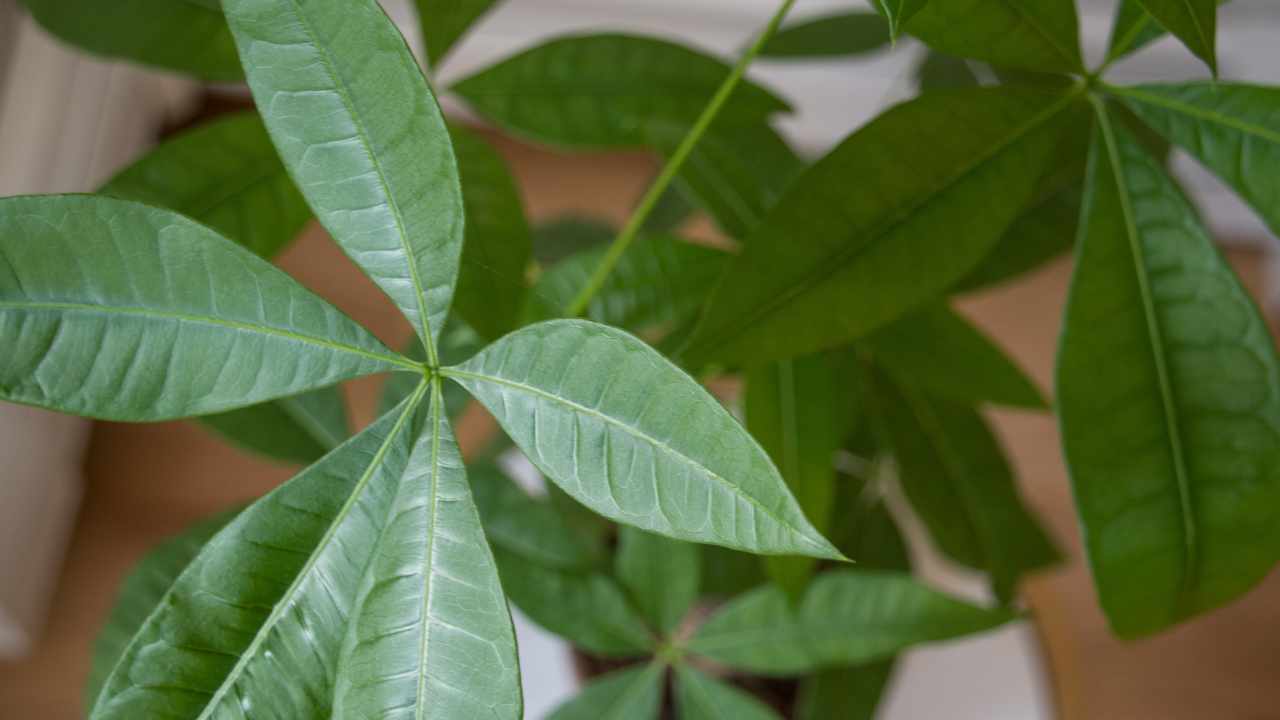 5 tips to keep pachira leaves thick and lush