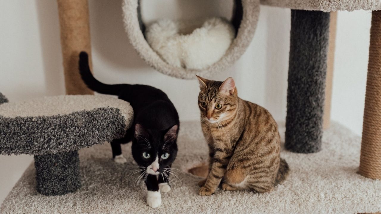 two cats on a carpet in a room