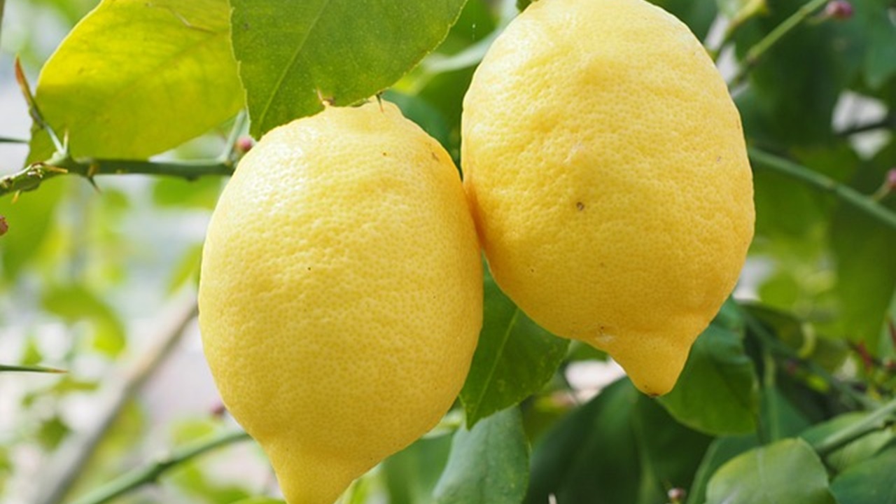 two fully grown lemons hanging from the tree