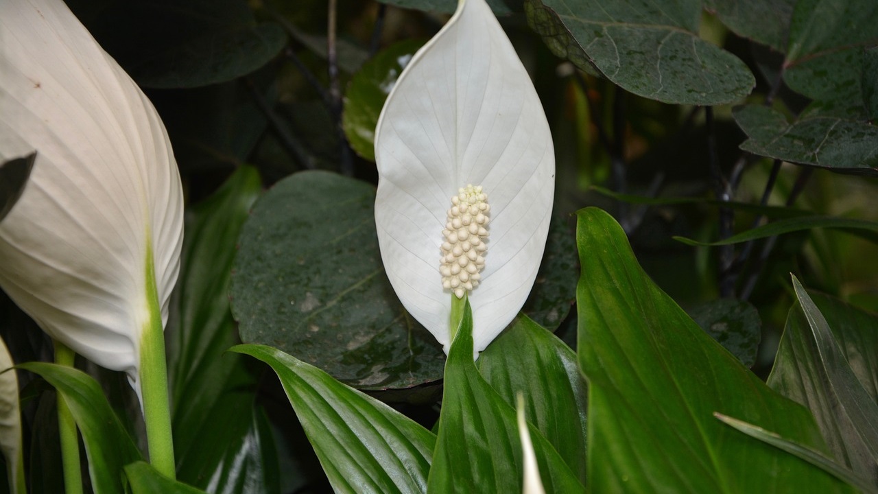 Spathiphyllum plant