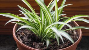 You Only Need One Plant to Purify the Air in Your Home