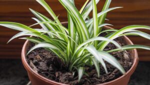 You Only Need One Plant to Purify the Air in Your Home