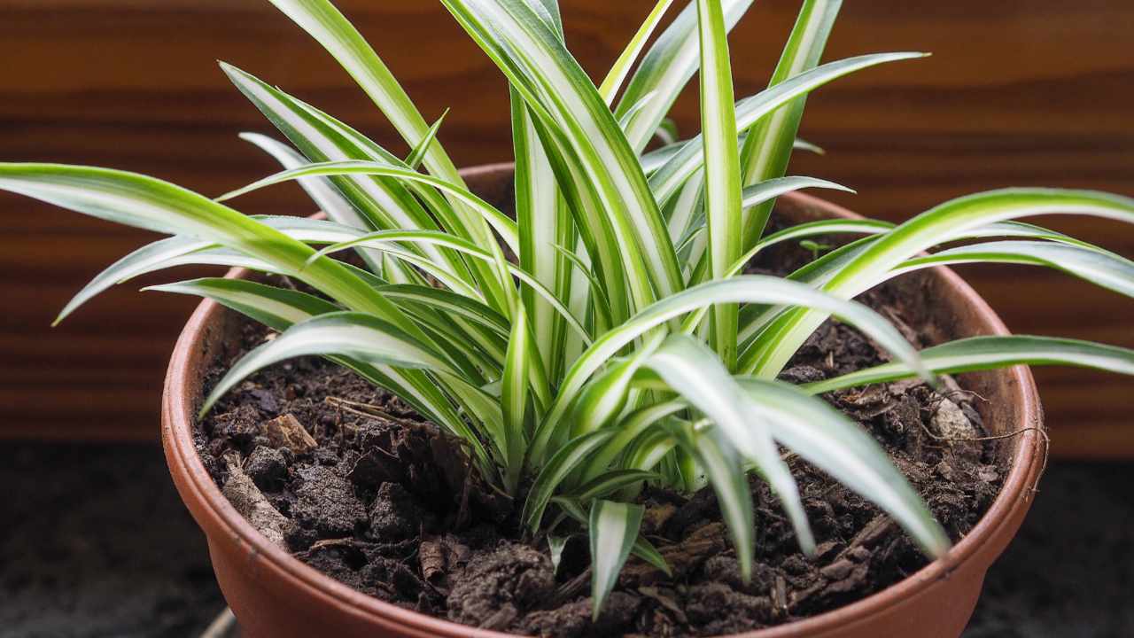 6 plants capable of absorbing harmful substances in the air