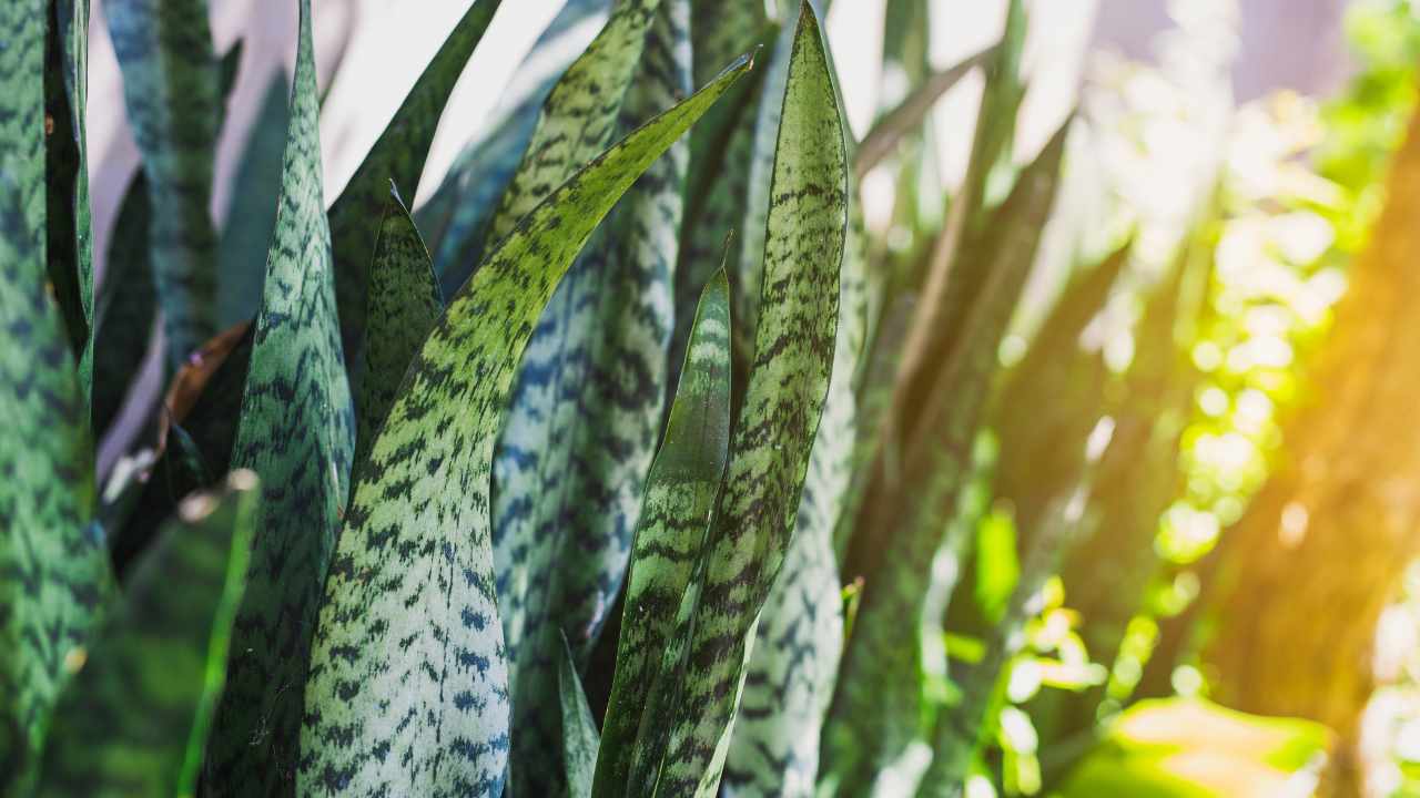 10 plants suitable for apartments with low light