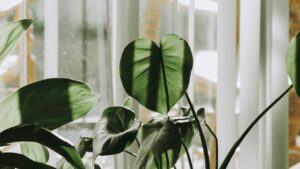 Pay Attention to Dry Air in Your Home, it Can Put Your Plants at Risk