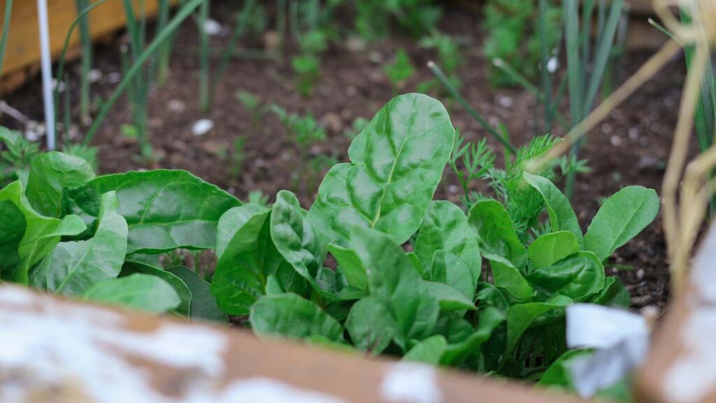 Helpful tips on growing and caring for spinach