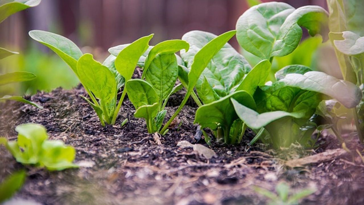 growing spinach plant