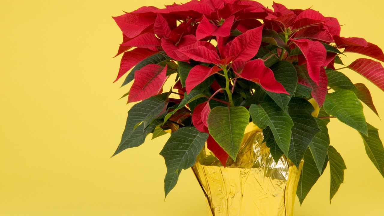 What it means to give a poinsettia as a gift, in the language of flowers