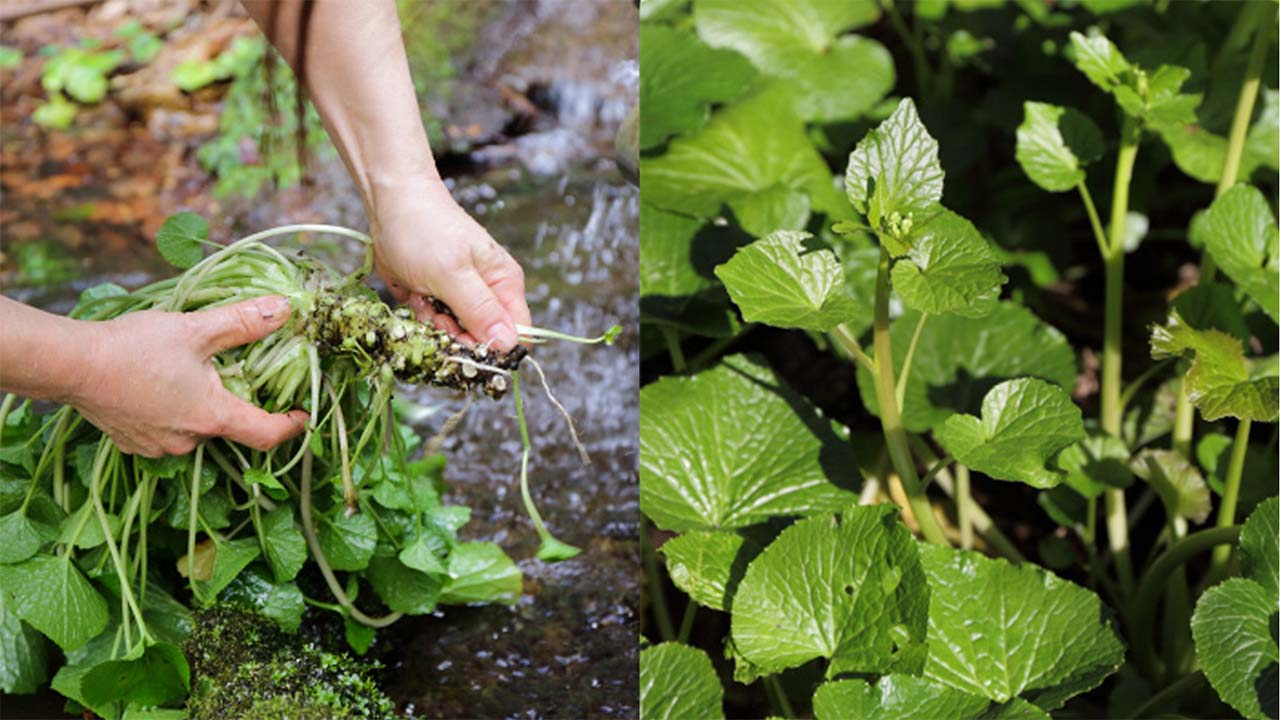 It takes about 2 years for the wasabi plant to reach maturity