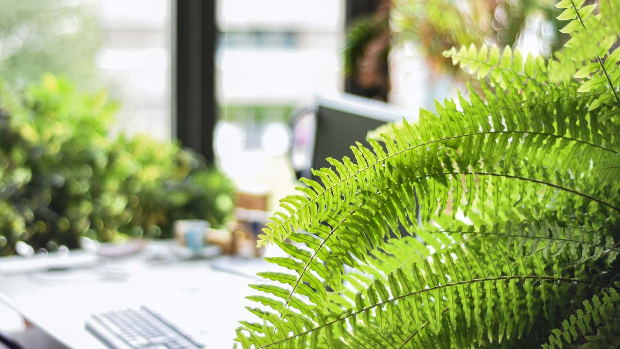 Some plant like Boston fern is able to absorb humidity