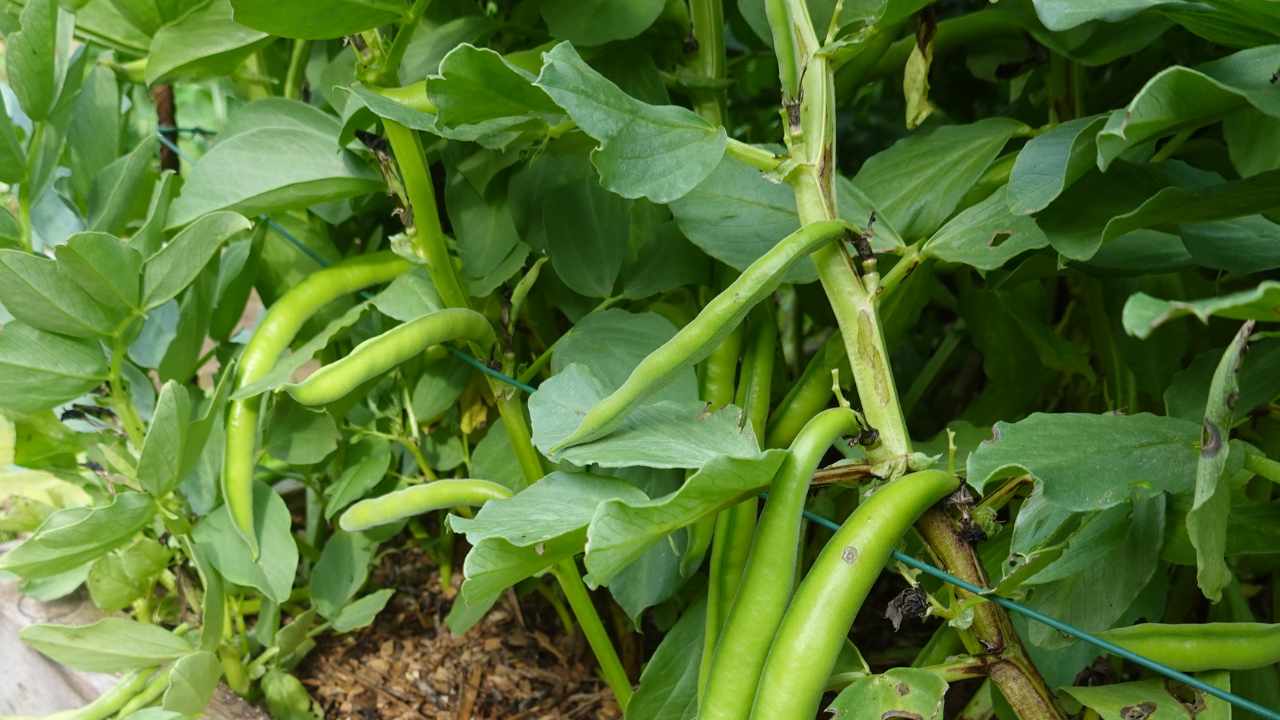 Trimming the beans will help you a lot in preparation for the harvest