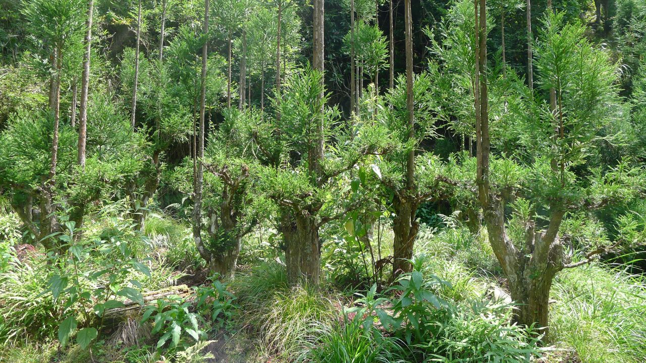 trees grown beautifully by Daisugi technique in the forest