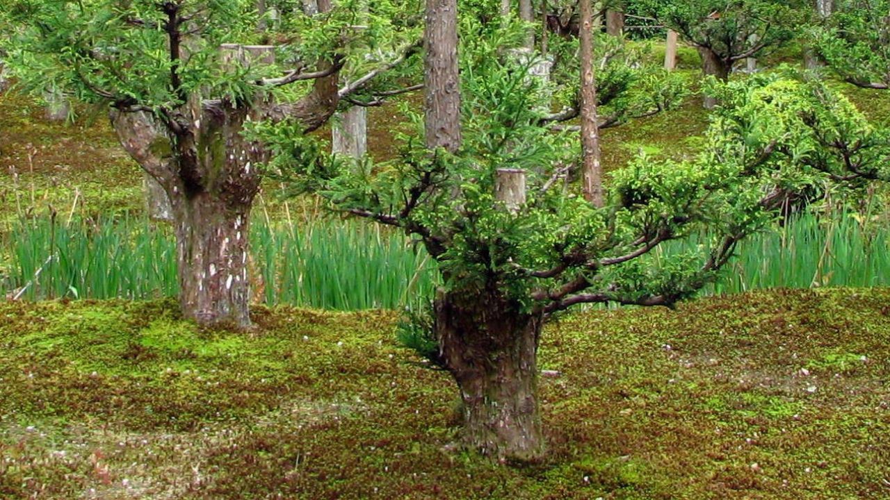 trees grown on the plain ground by Daisugi technique