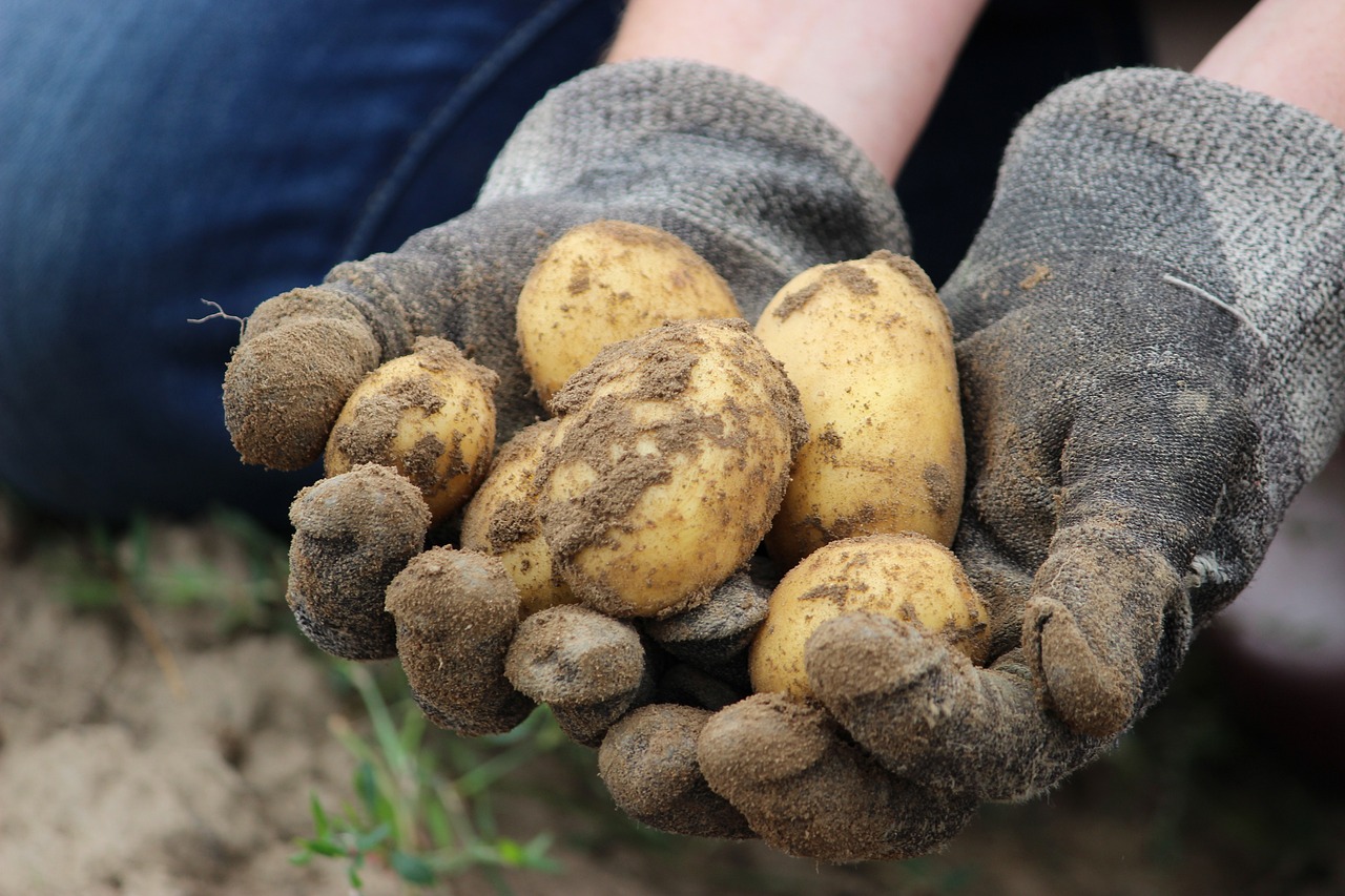 a farmer is holding potatoes in his hand, which he has obtained from the field