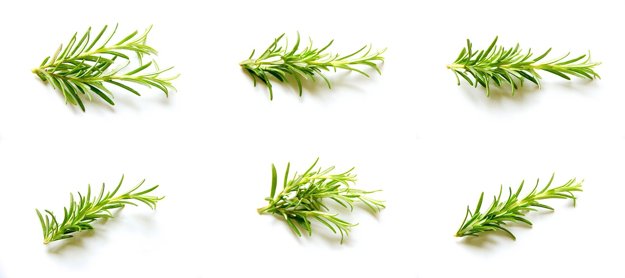 rosemary is beautifully placed on the table