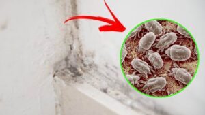 Mold Mites, How to Remove Them and Prevent Their Formation