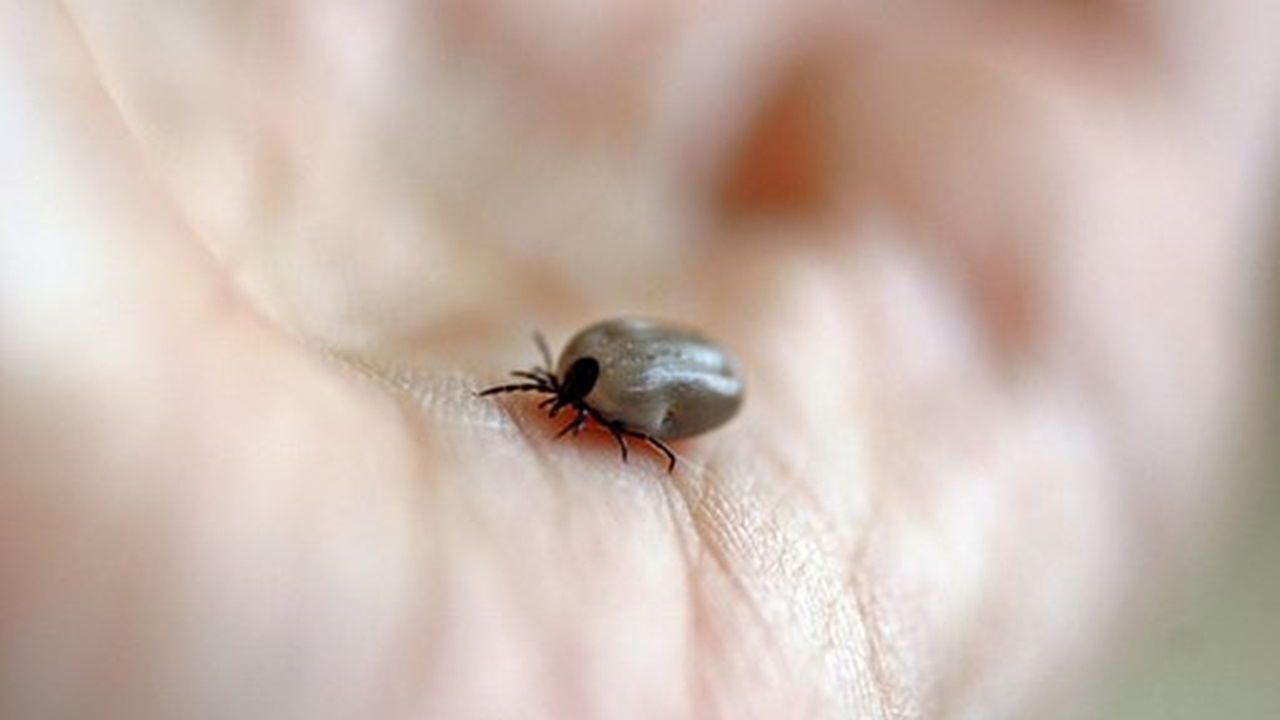 a mite is on the person's hand