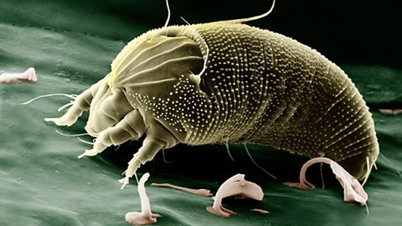 a microscopic picture of the mold mite