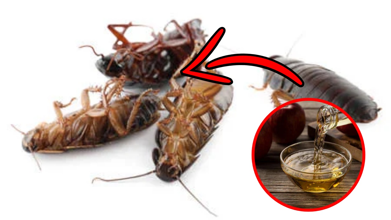 The best natural method to say goodbye to cockroaches in your home!