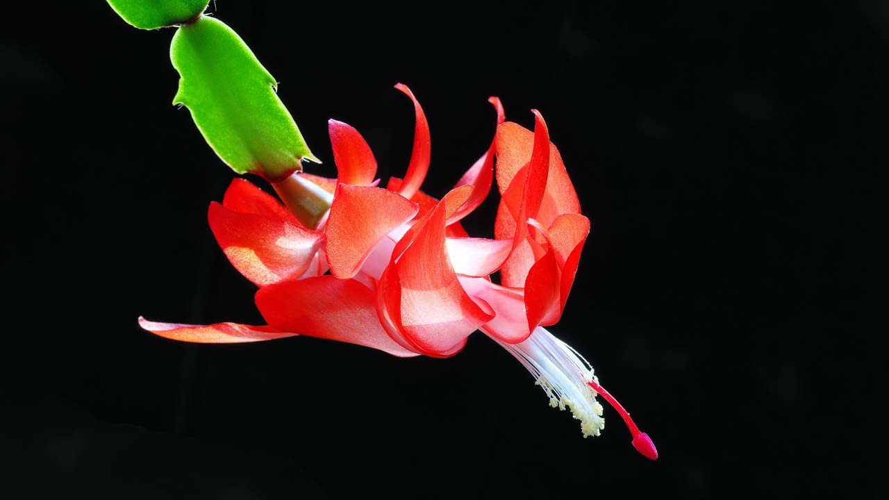 Christmas cactus is a succulent plant with vibrant flowers that bloom in winter.