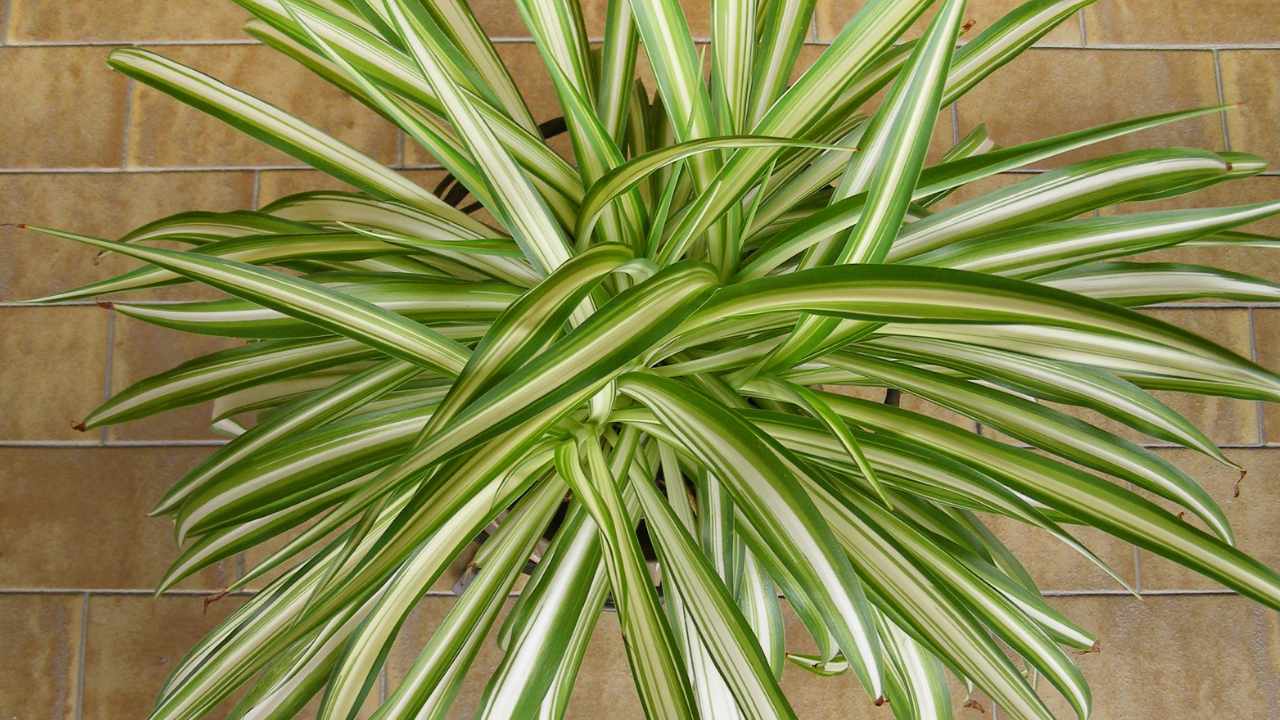 the spider plant capable of purifying the air and promoting sleep