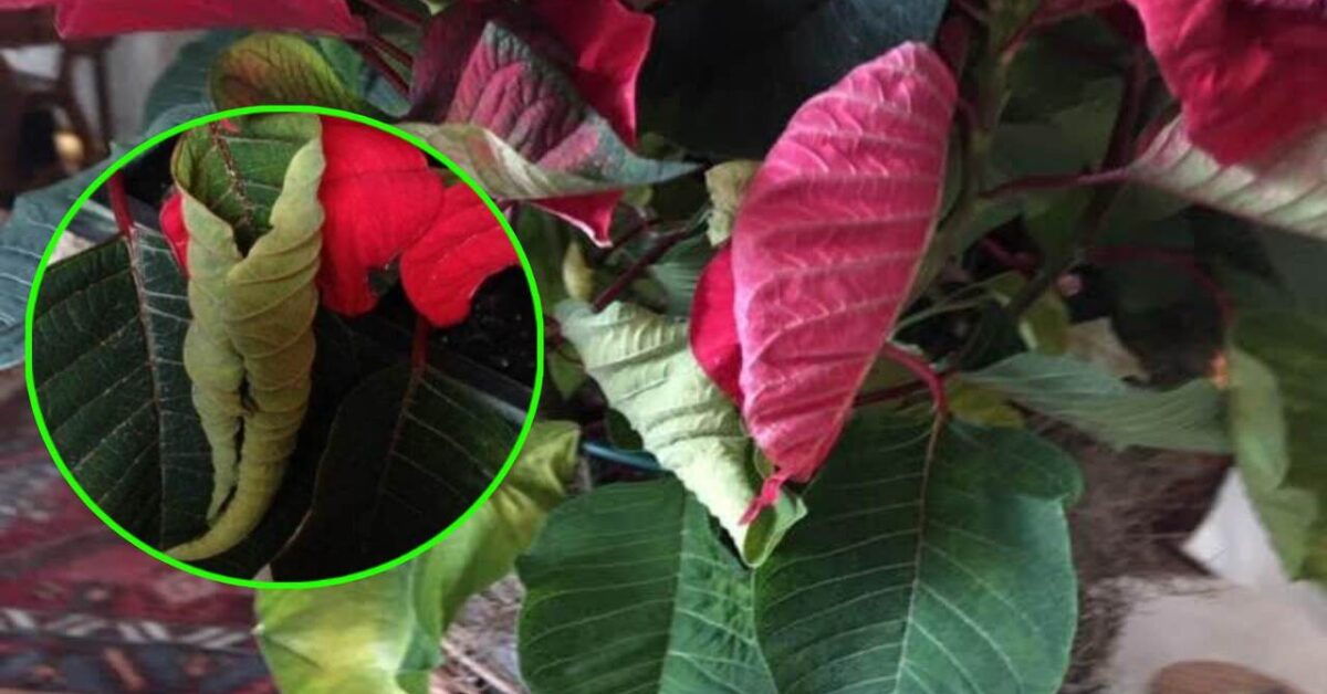 Why Poinsettia Leaf Tips Dry Out and How to Avoid It