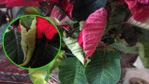 Why Poinsettia Leaf Tips Dry Out and How to Avoid It
