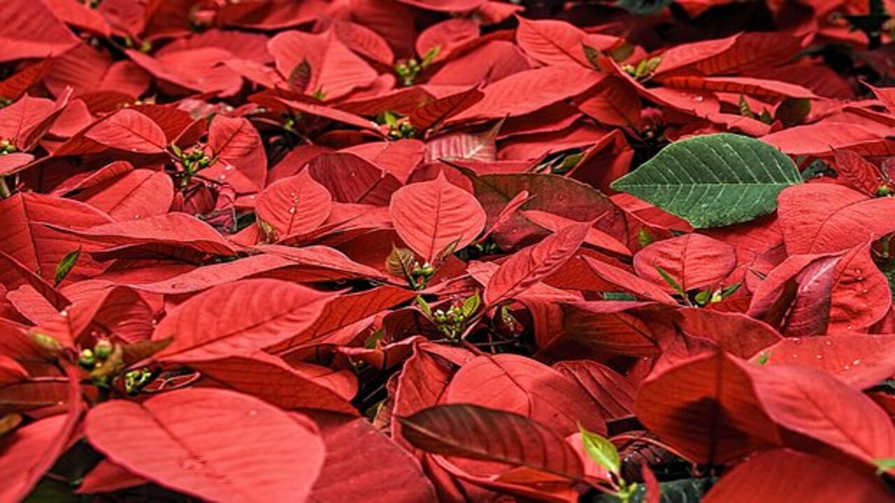 lush growth of poinsettia 