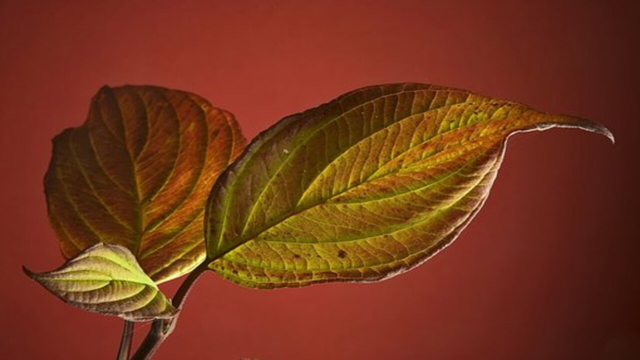 dried poinsettia leaf 