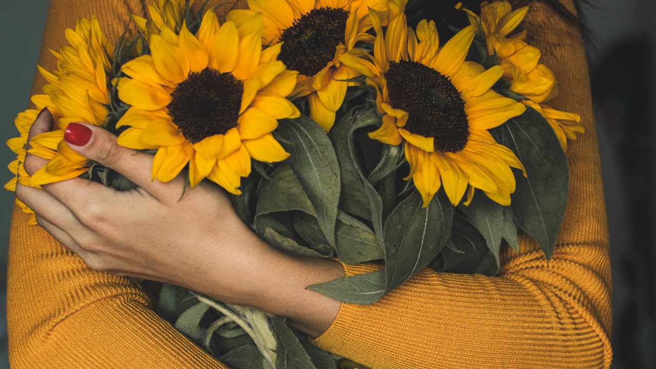 Sunflower, the flower-rich in history and meaning