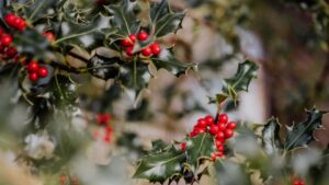 Gift Ideas for Christmas: What Winter Plants are Propagated by Cuttings