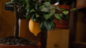 In a Month You Will Have a Magnificent Lemon Tree: the Peeled Seed Technique