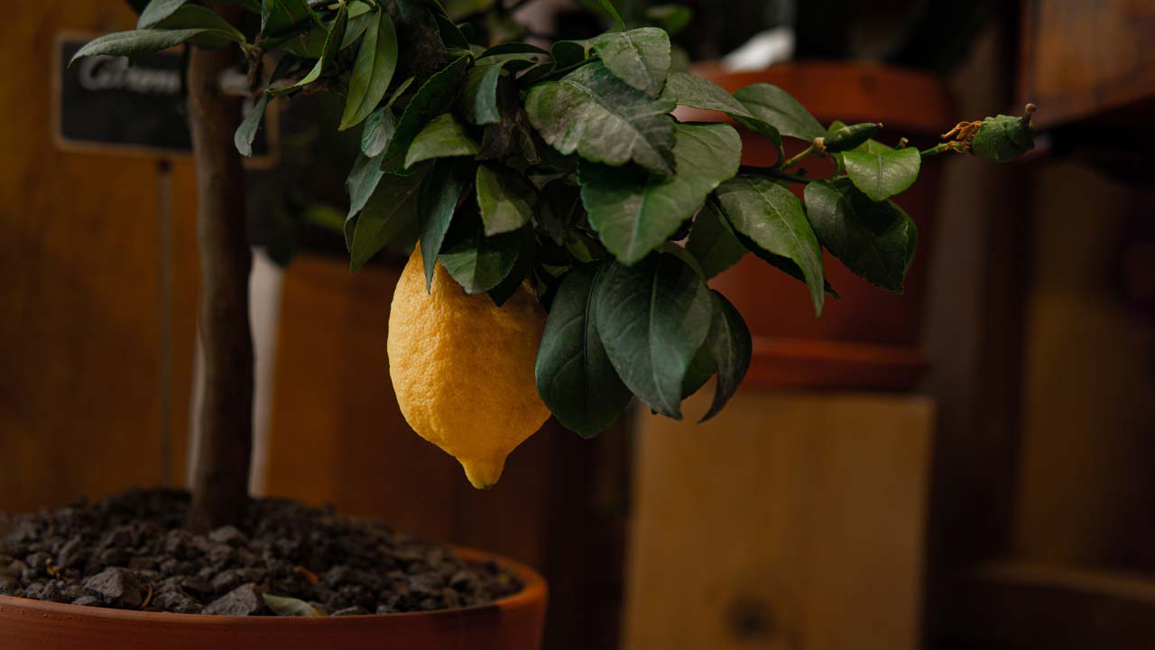 From a single seed, it is possible to have a beautiful lemon tree.