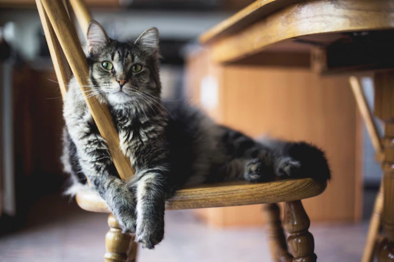 a cute cat is sitting on the chair