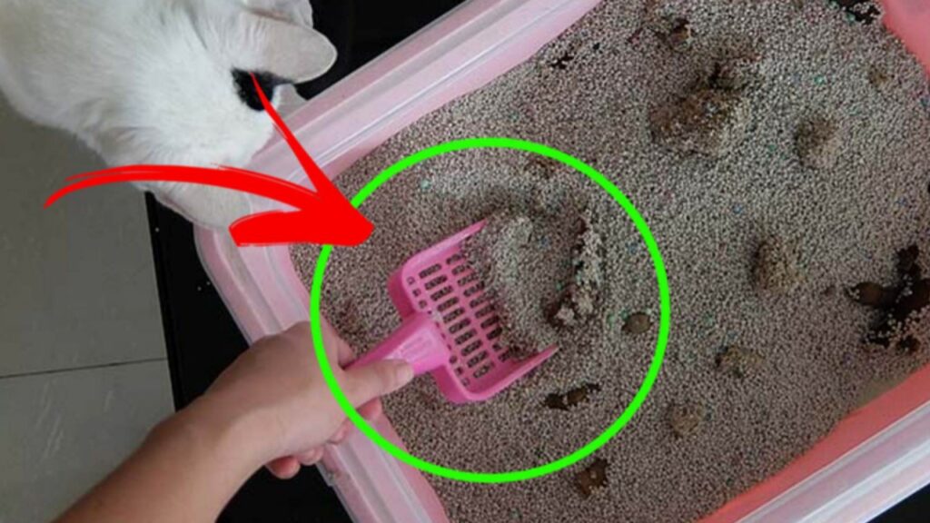 Image showcasing How to Eliminate Bad Odors From Cat Litter