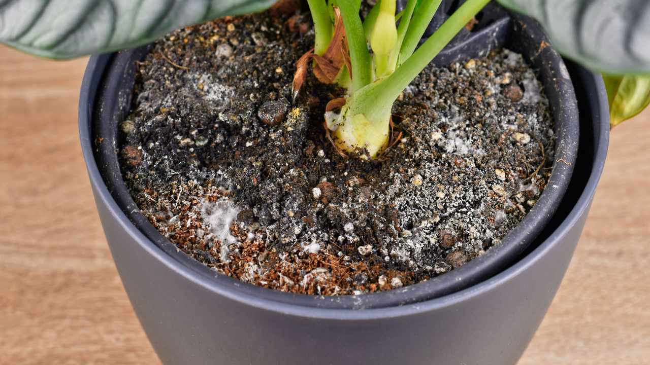Mold on plant soil: what it is and how to prevent it