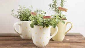 How to Turn a Mug Into a Pot for Your Plants (without Breaking It)