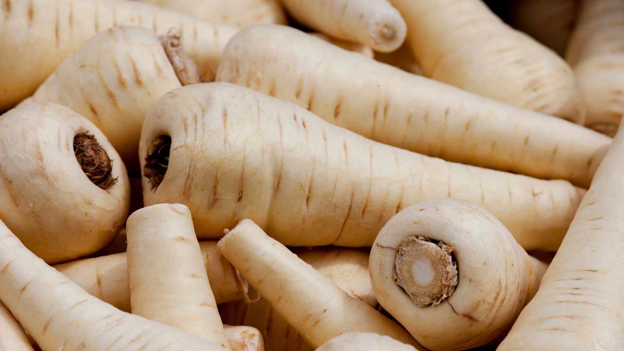Parsnip, the forgotten tuber with great qualities