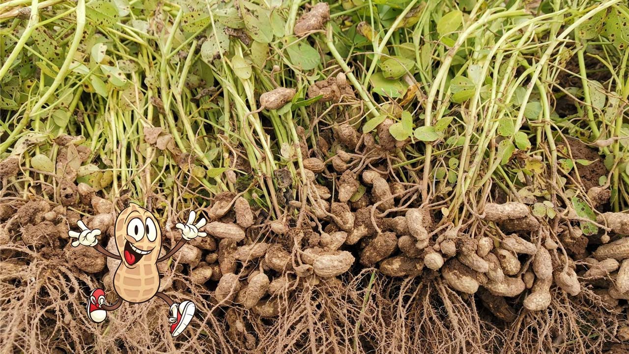 Growing peanuts at home is simple and also very pleasant, here's how it's done