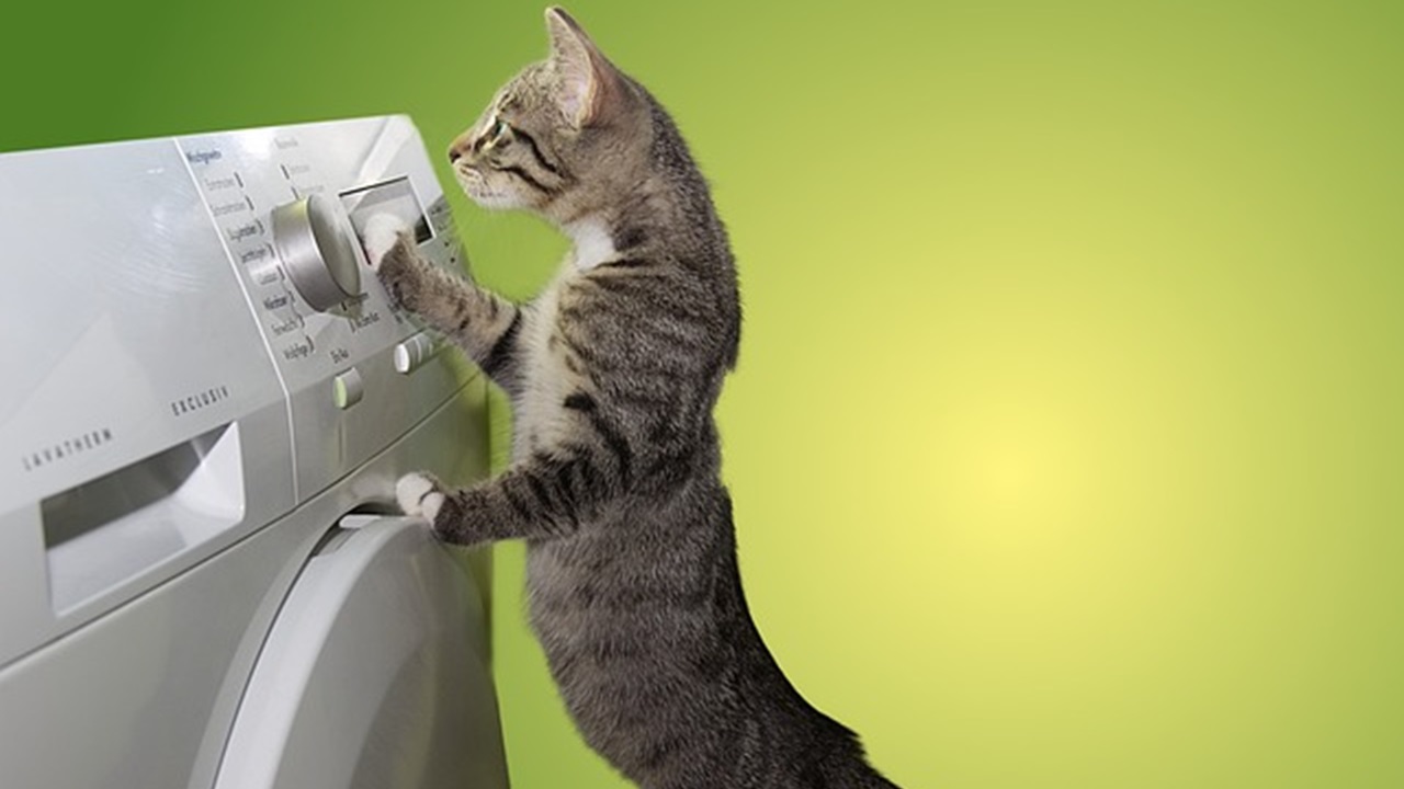 a cat is standing by the washing machine