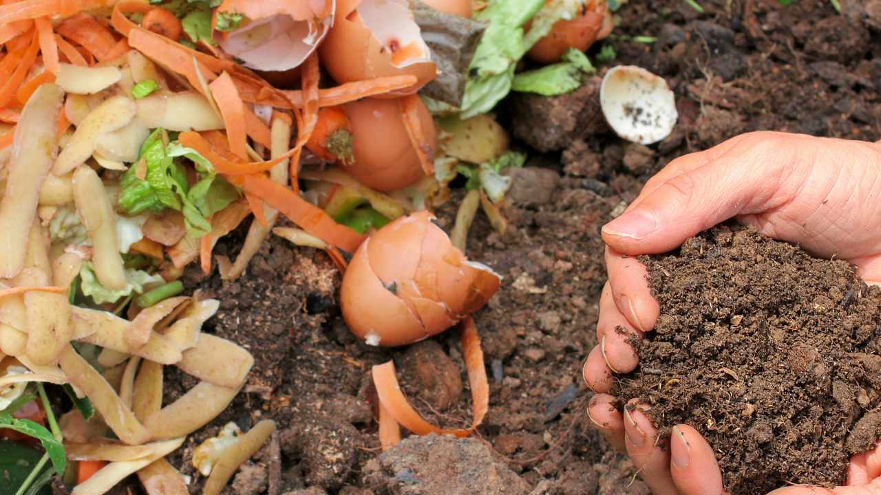 How to make and use fruit and vegetable waste to make compost for plants at home