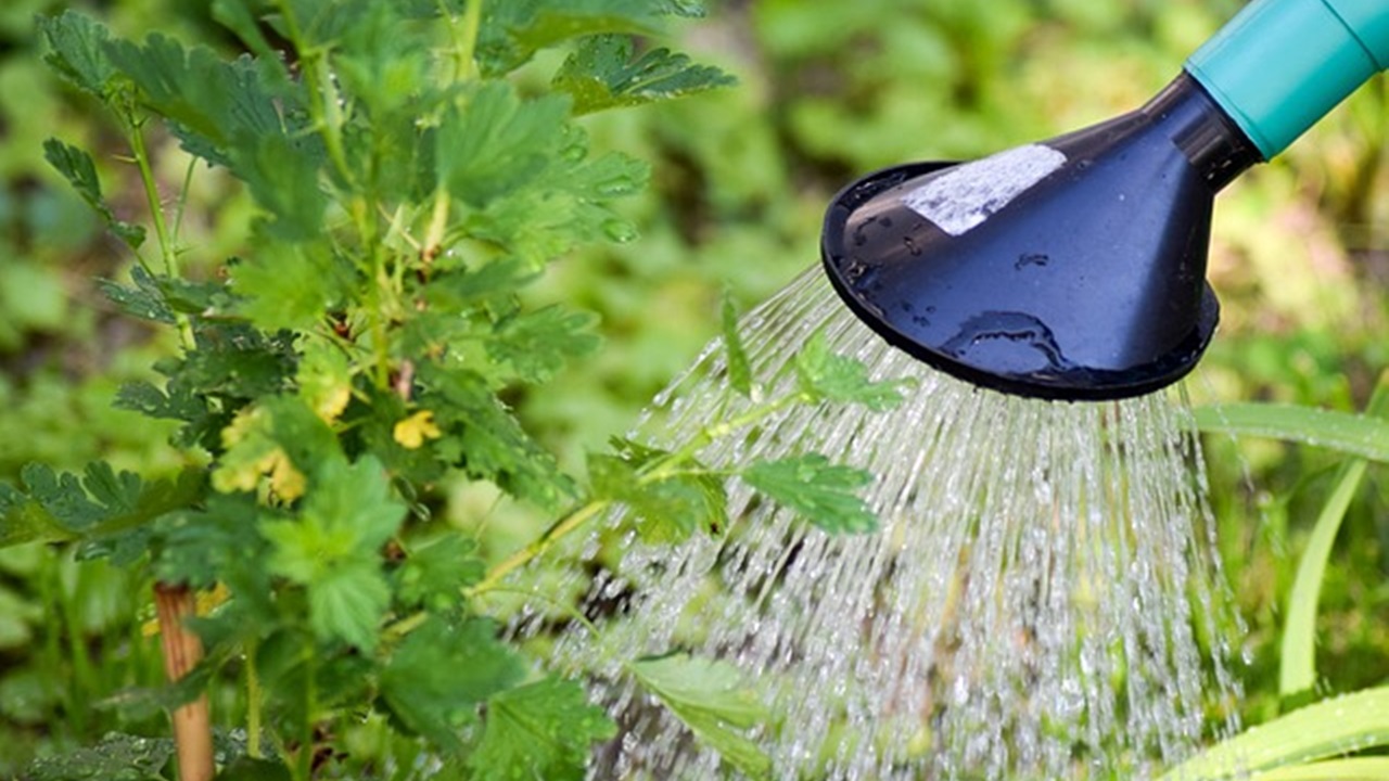 a person is watering plants in the garden