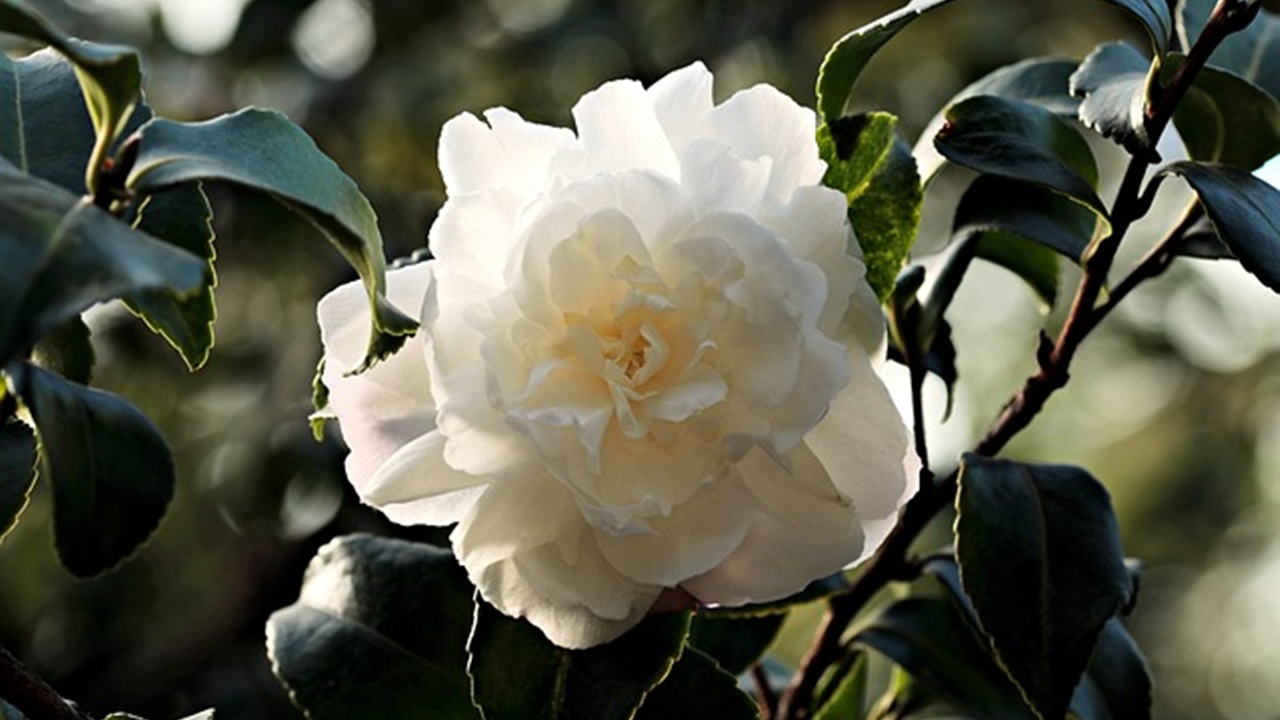 camellia shrub
