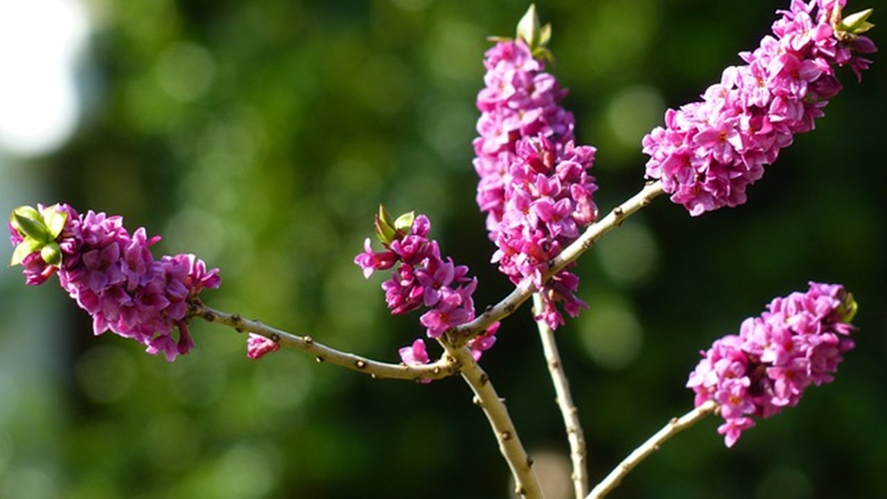 daphne shrub