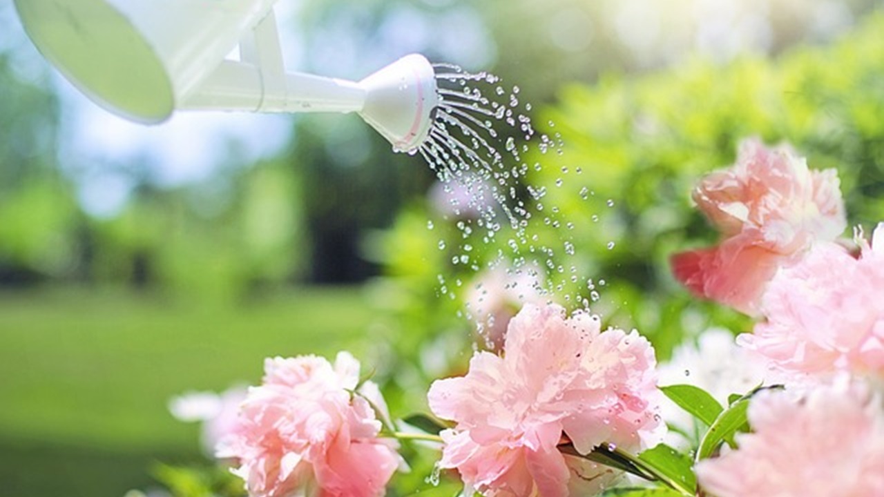 a person is watering plants in the garden