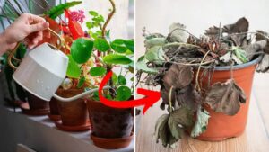 The 6 Most Common Mistakes That Can Ruin Your Plants