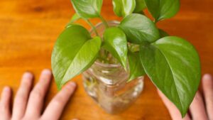 How to Grow Pothos in Water and Give an Elegant Touch to Your Home