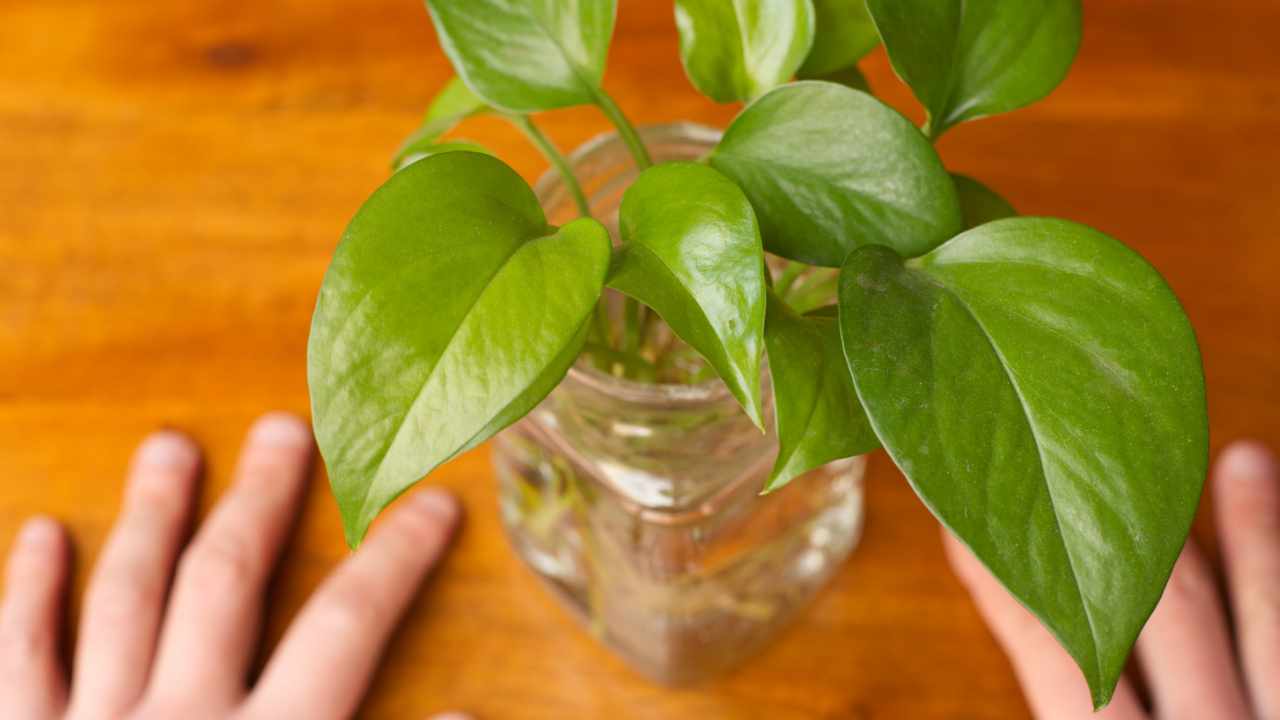 Photos, how to make it grow lush without using soil