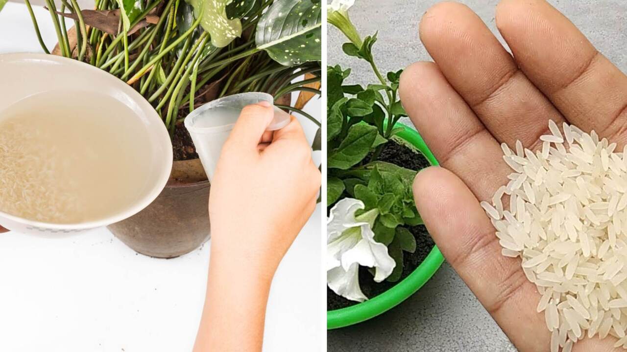 a man is holding rice in his hand in front of a plant and in other picture a women is fertilizing plant with rice water