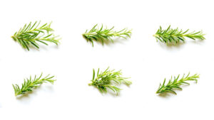 Why Does Your Rosemary Sometimes Turn Black? There is an Explanation